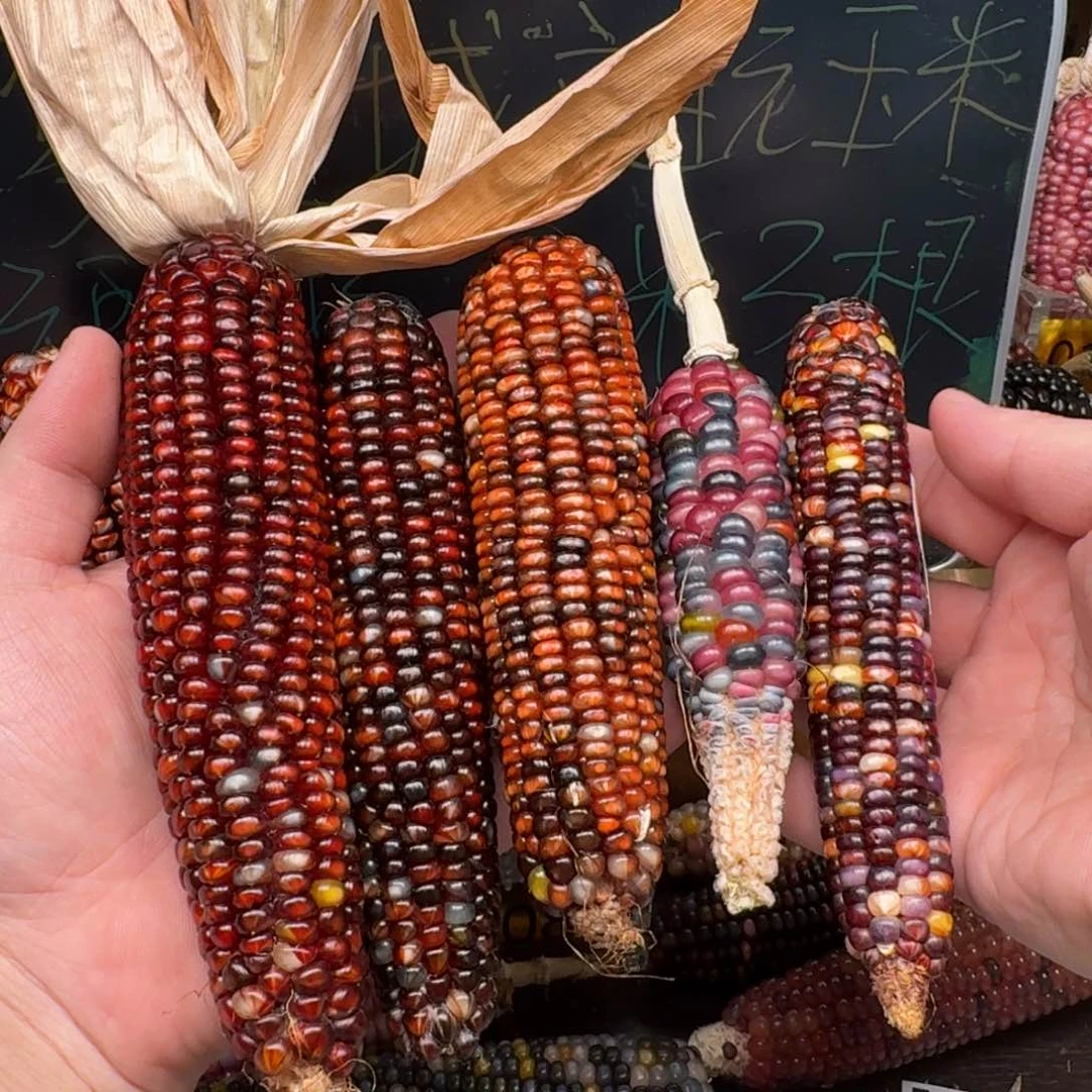 柏香籽/百香籽吊坠小*