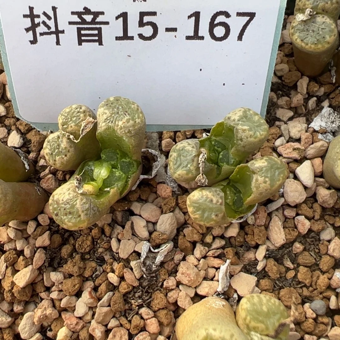 15-167量拍勋章一颗