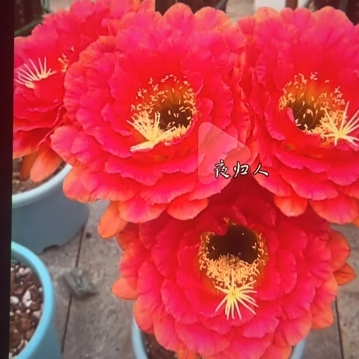 清清101根瑕疵黑点