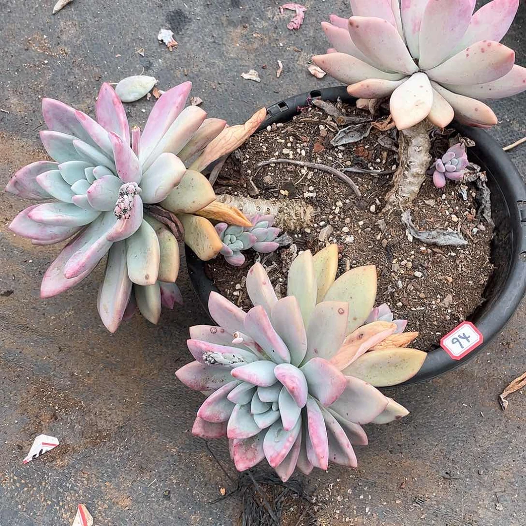 94奥普 一物一拍多肉