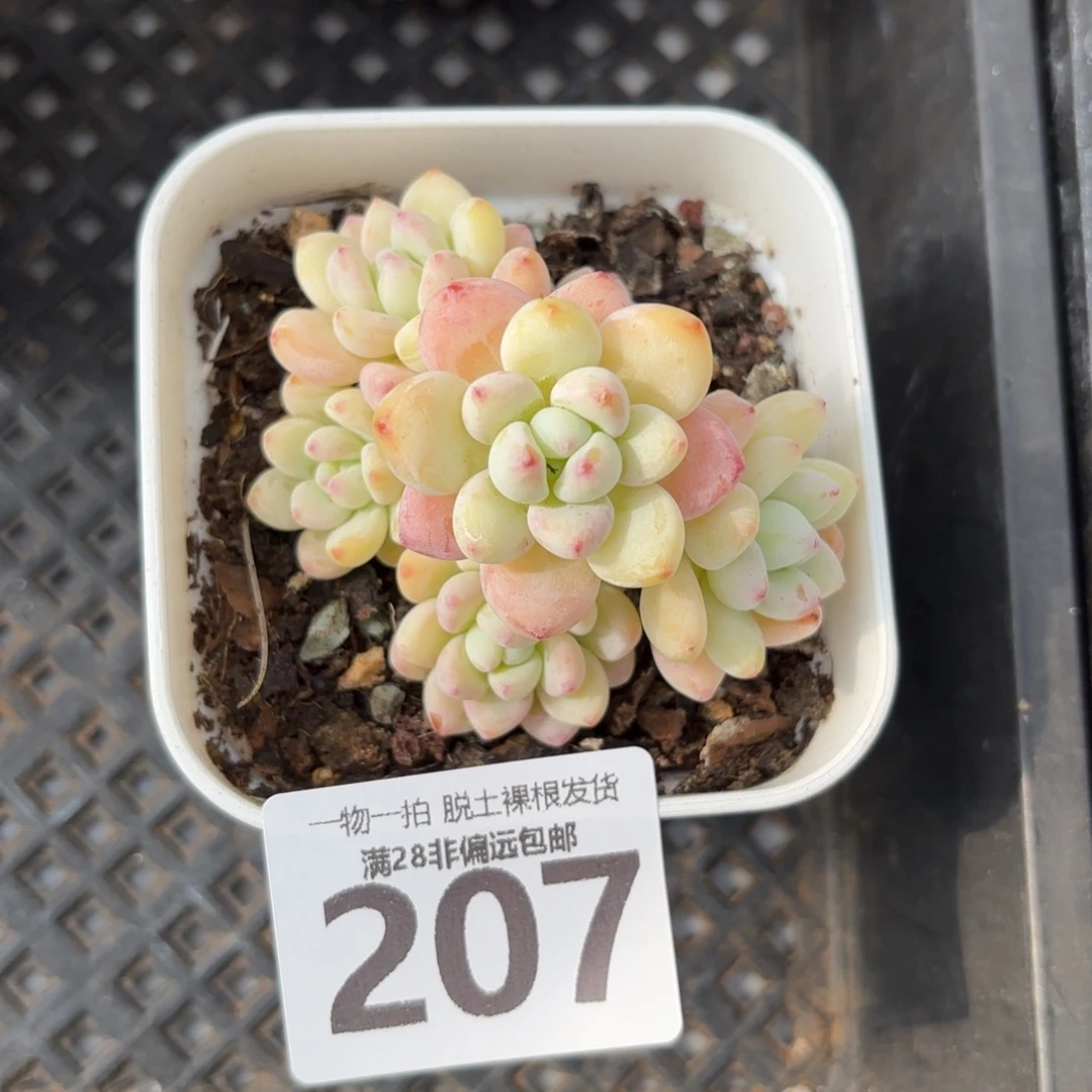 樱花罗绮无盆土发货