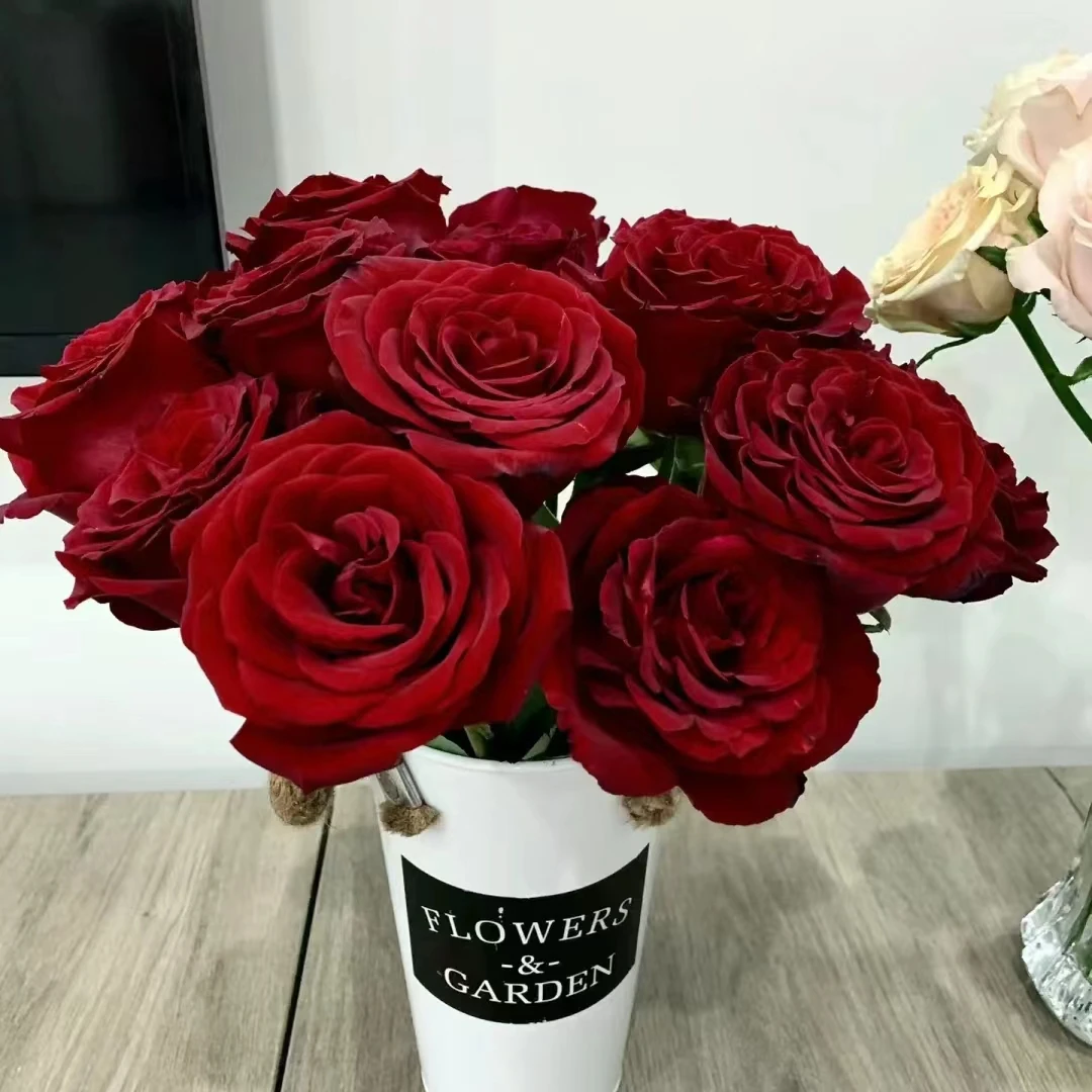 【轶1】黑魔术18支+2支防损玫瑰居家鲜花 收到花带包装醒花