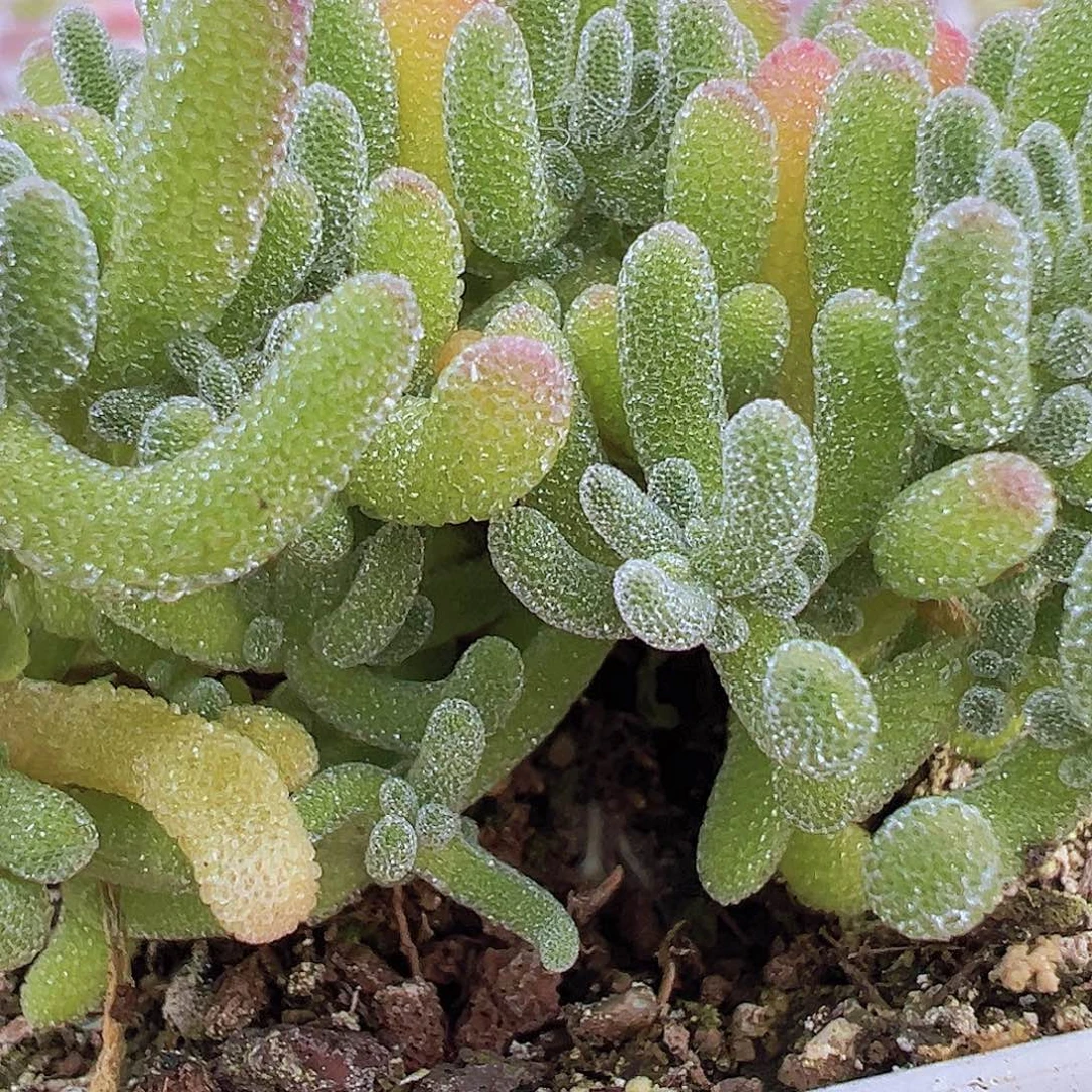 冰水晶枝干19包邮多肉