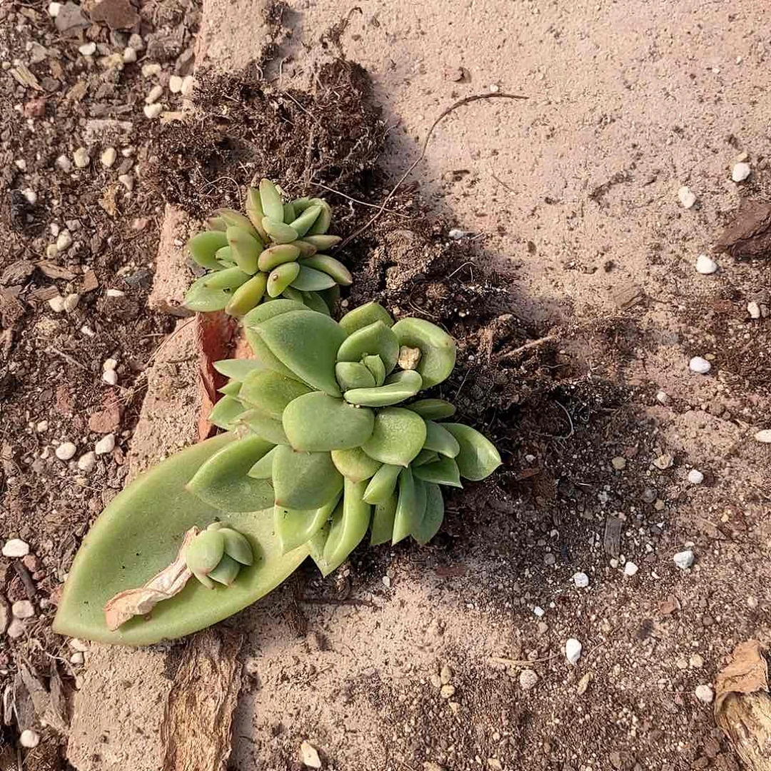 铵*多肉植物老桩多肉植物老桩