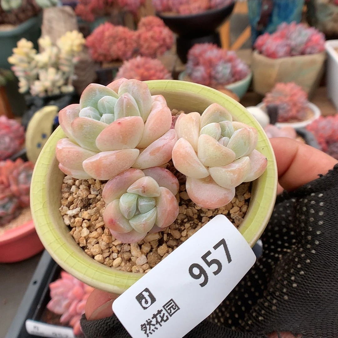 957冰玉多肉植物6666