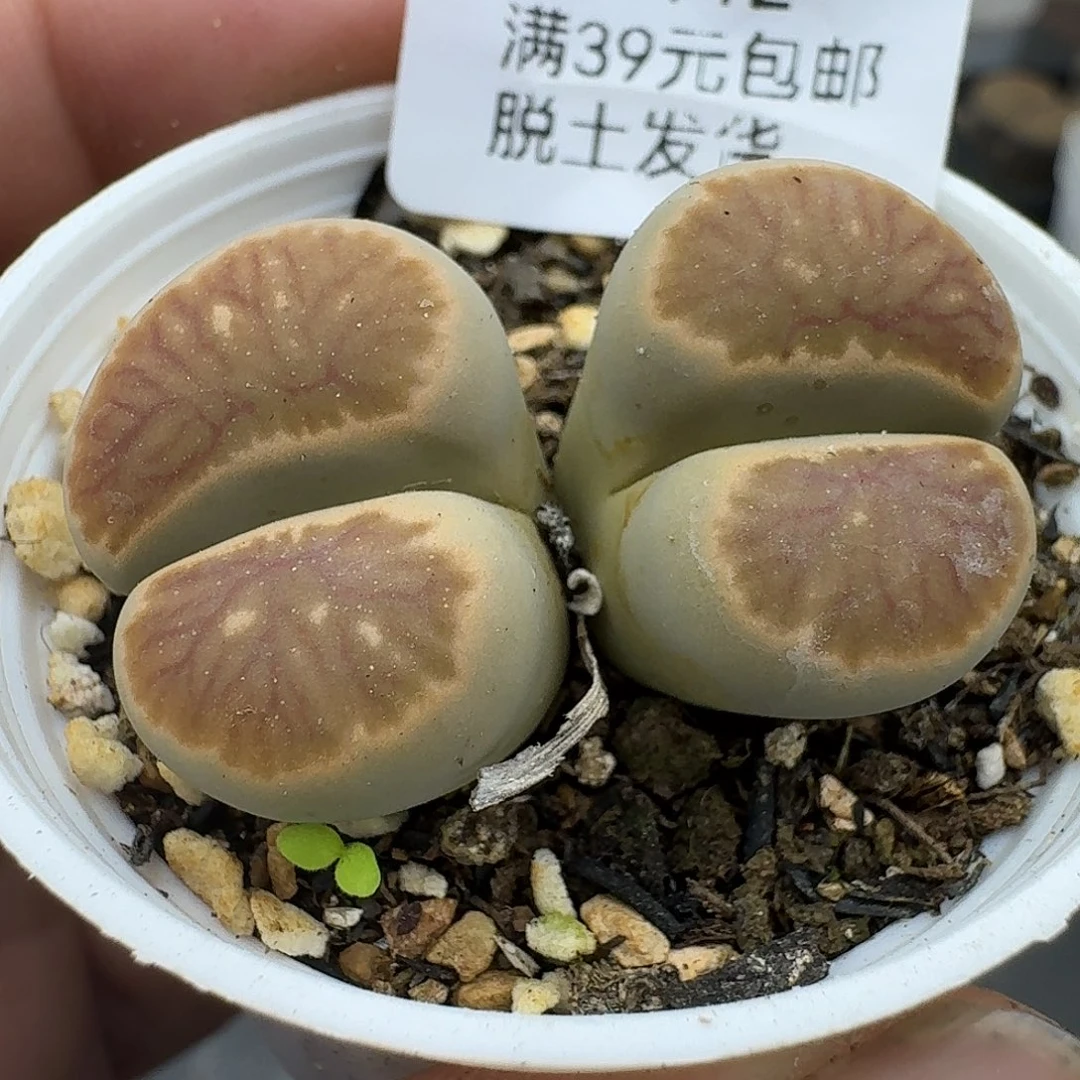 且***8442多肉哈哈哈哈哈哈哈
