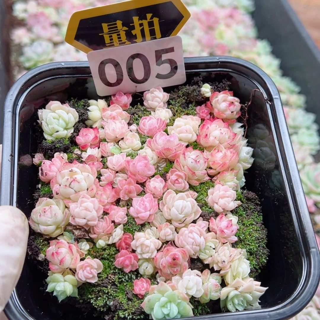 多肉植物多肉植物