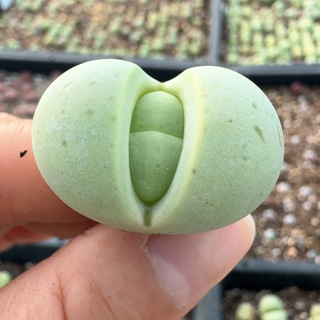 725绿大白一颗尺寸2.8