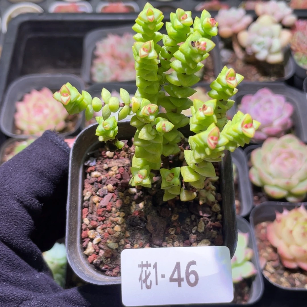 花利美1-46小米星