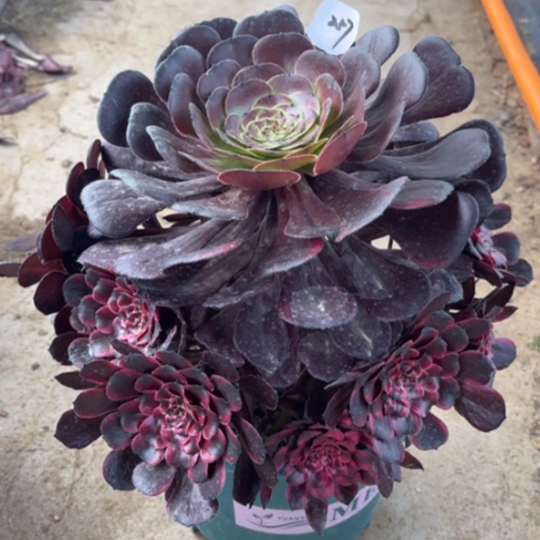 【闪购商品】257一颗两品种多肉法师