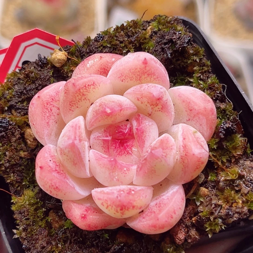 E853一物一拍 桃汽啵啵