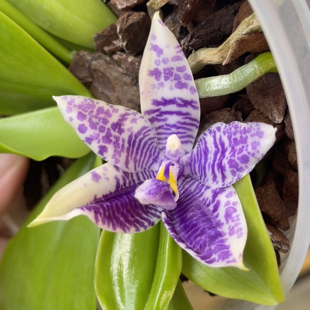 完全开放柳林3592-买一送一-1206