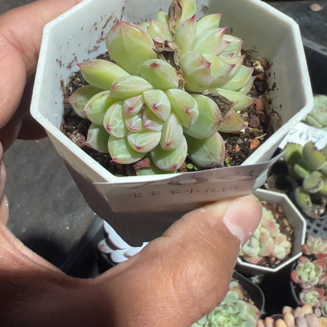 709号三头雪花珍妮一物一拍