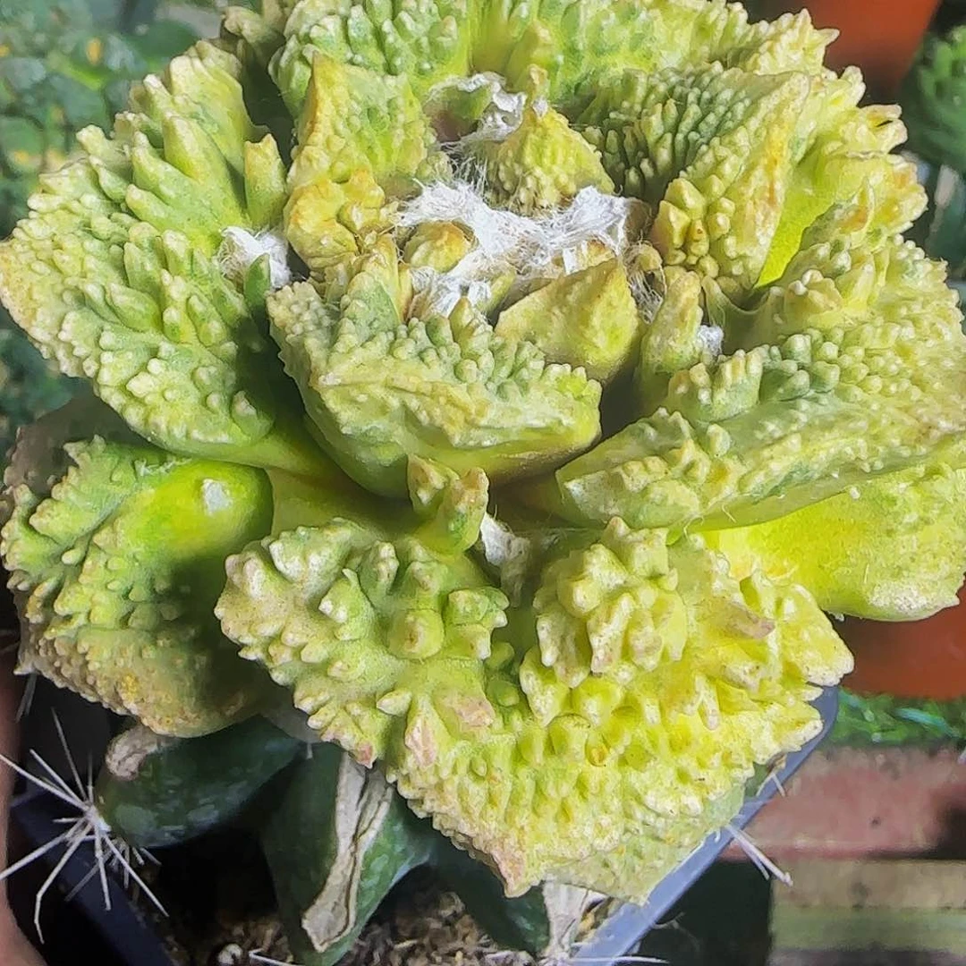 龟甲怒金248仙人球