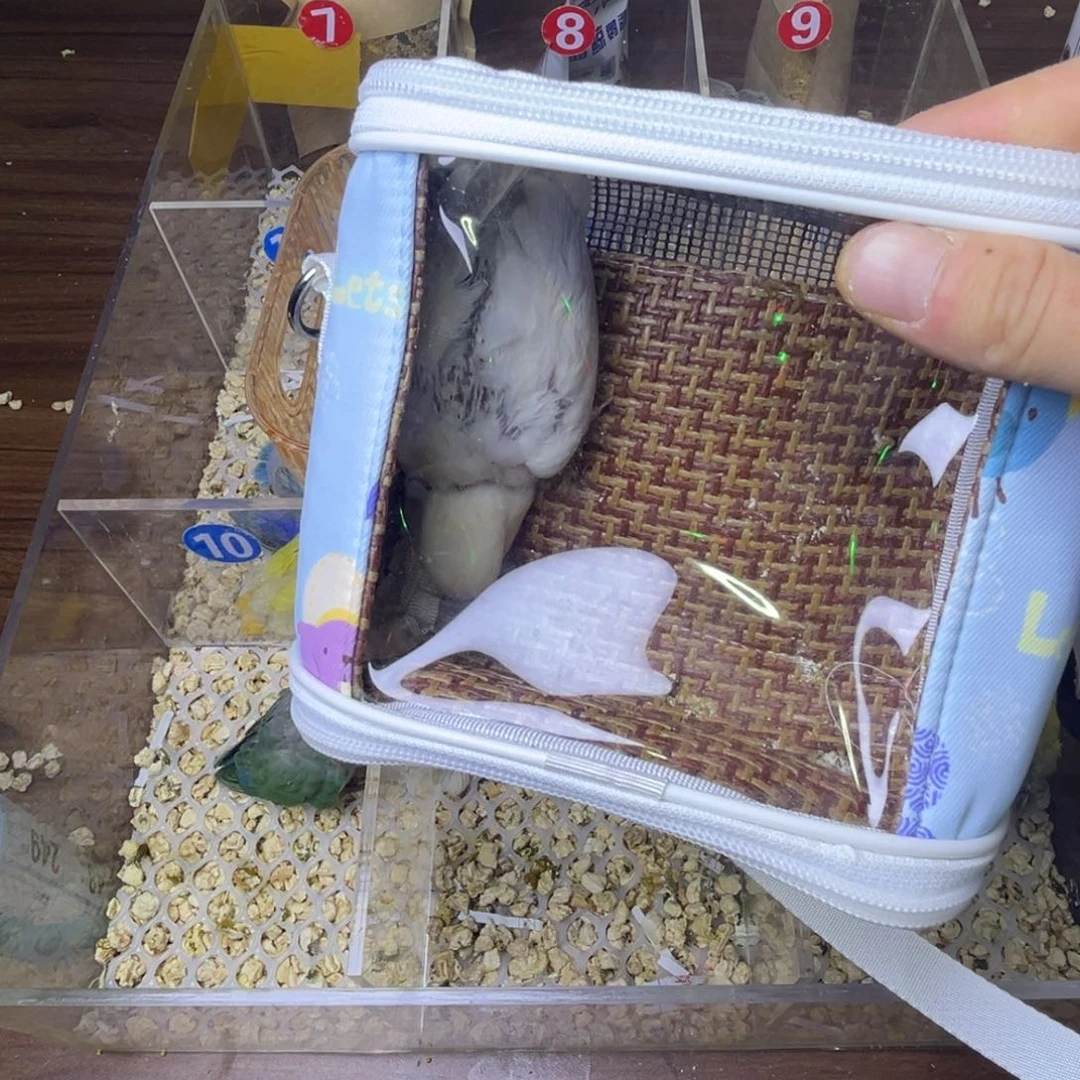 桃脸牡丹鹦鹉特价