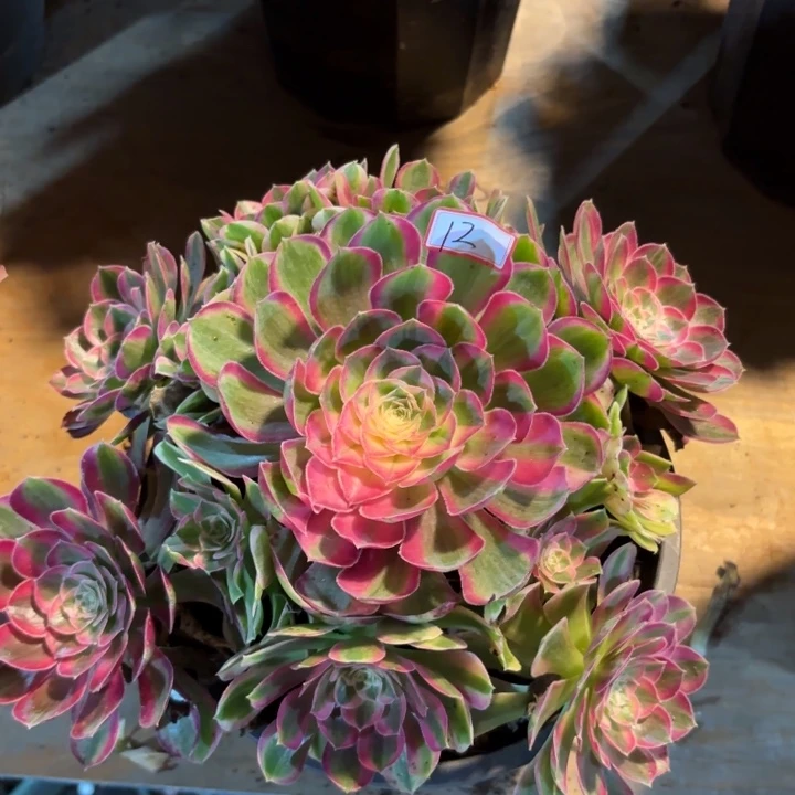 无花朵012特价孔雀翎无售后