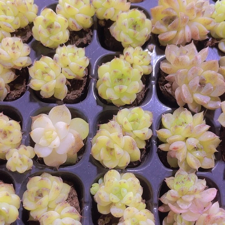 精品赤水晶多肉植物