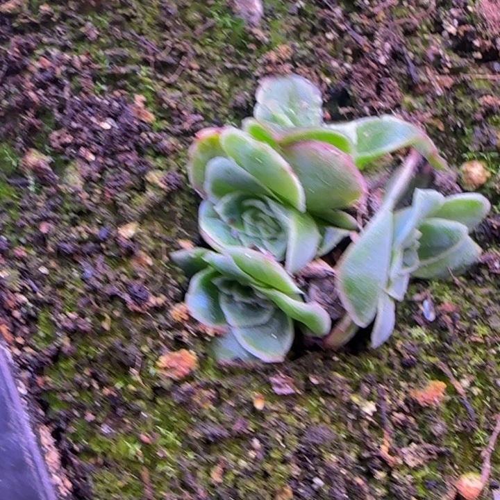 小花球3厘米11242434683