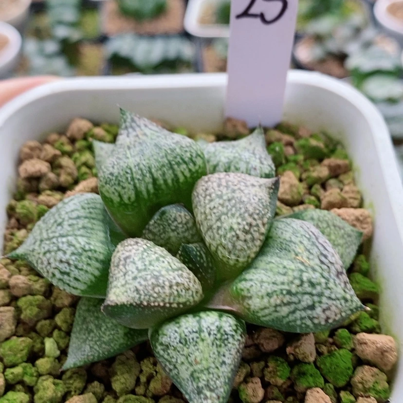 【闪购商品】25实生寿