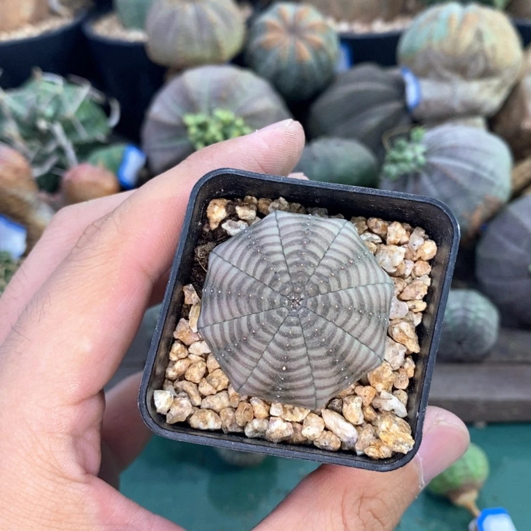 欧系实生布纹球多肉植物