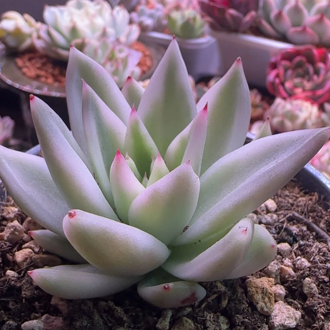 1059雪白玛利亚锦