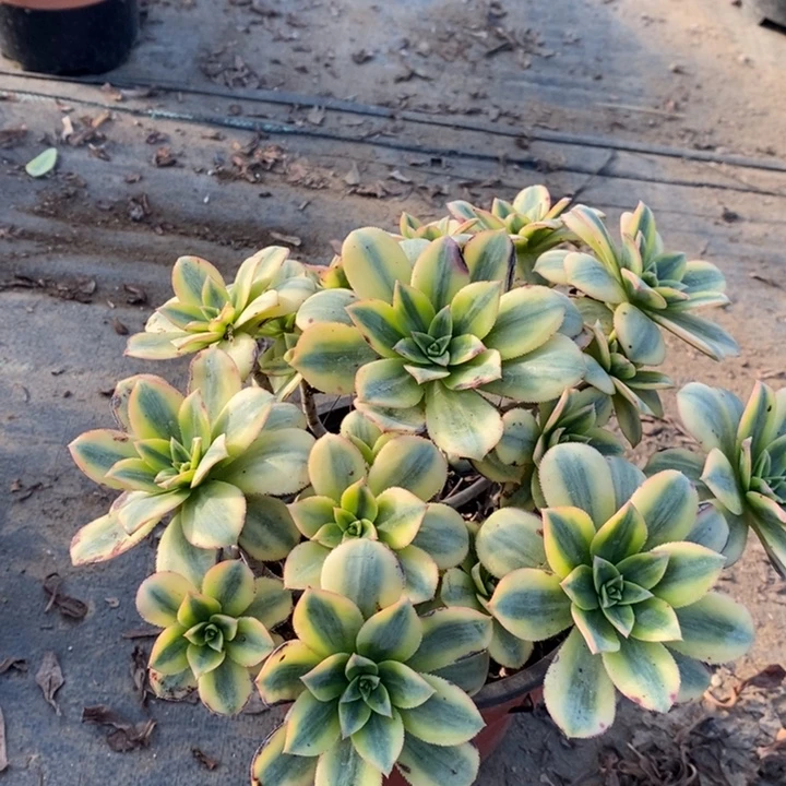星爆多肉植物2。