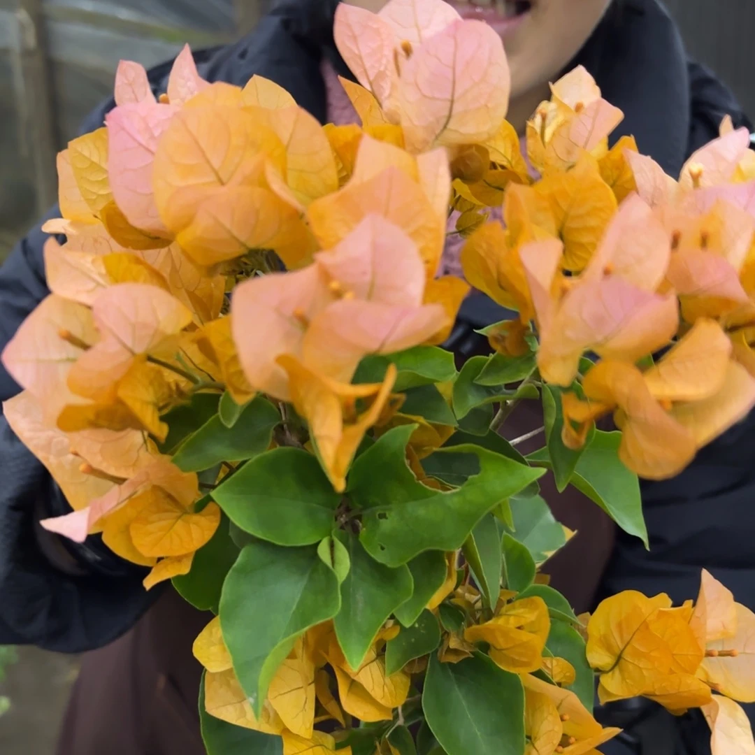 完全开放（金探戈）三角梅会掉花掉叶有大有小