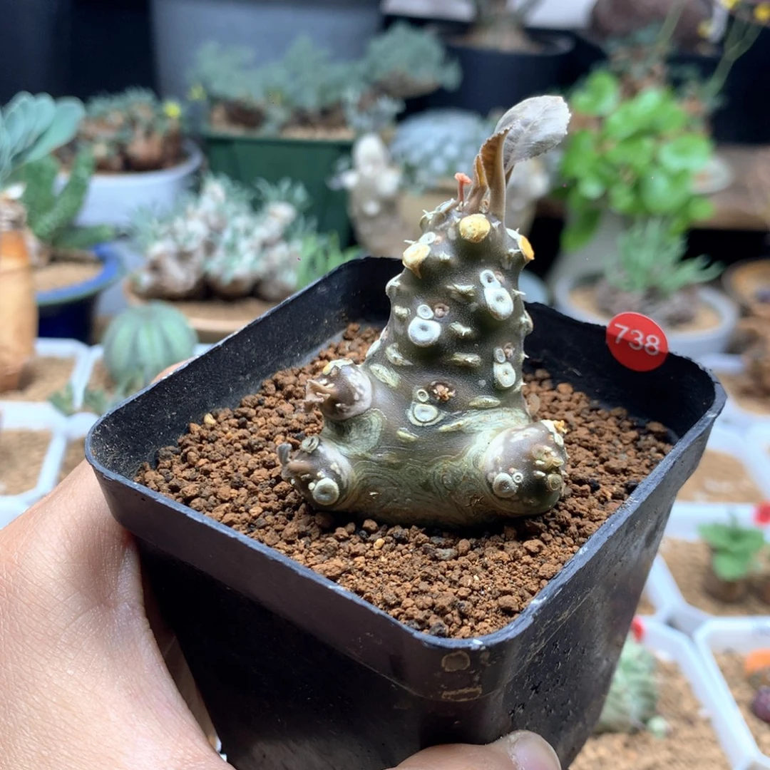 索马里白皮琉桑带盆