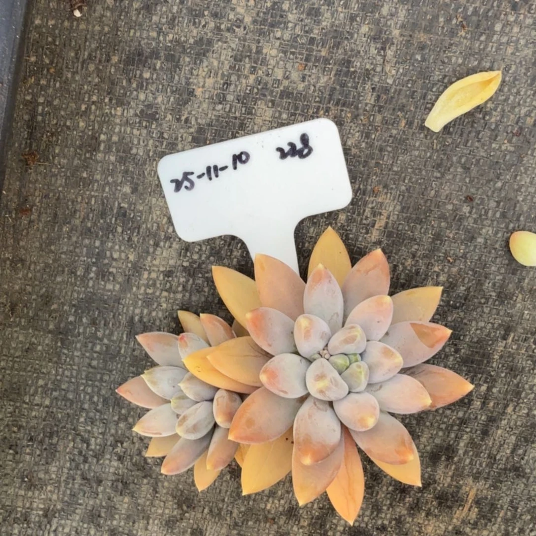 2025-11-10一物一拍黄体哥特萝莉228