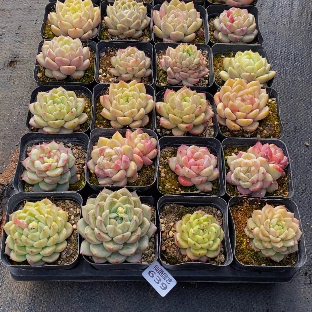 Y*639多肉植物保护研究所所长助理