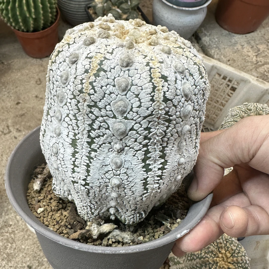 仙人球直播综合链接超大超兜
