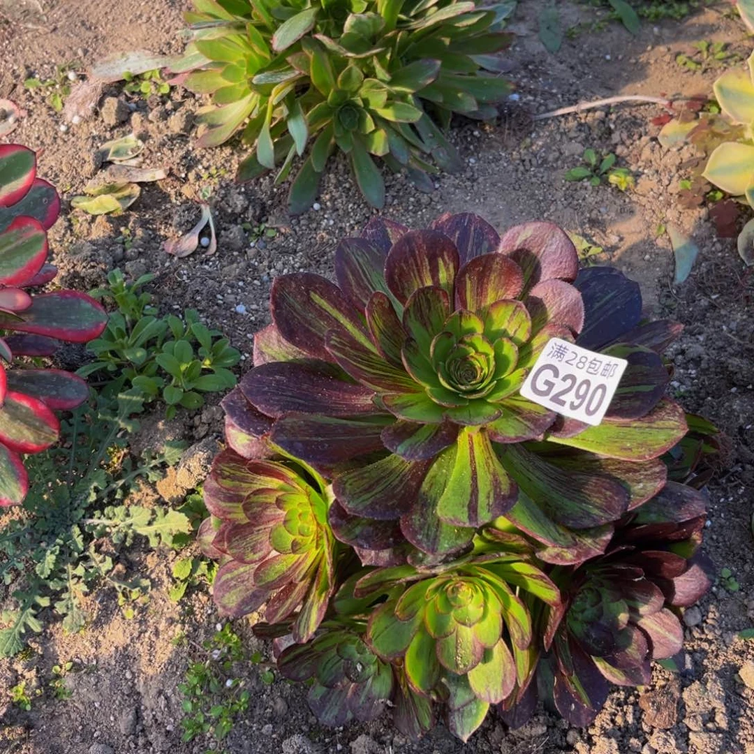 290多肉植物一物一拍