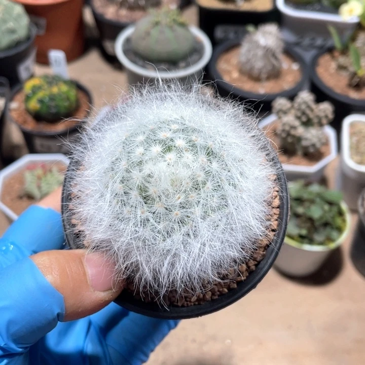 米***空297无刺丽光殿仙人球