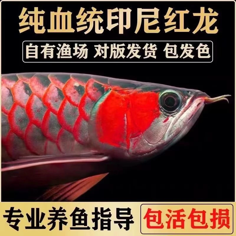印尼红龙活鱼纯血统超血帝王红龙热带观赏鱼