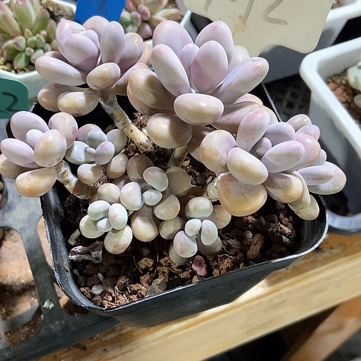 多肉植物桃蛋1012