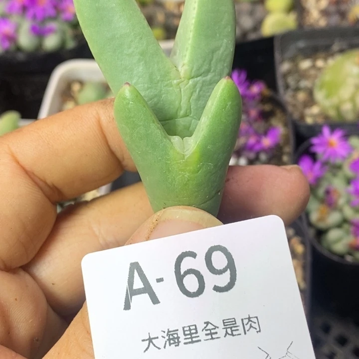 ****莉5659999998999988008