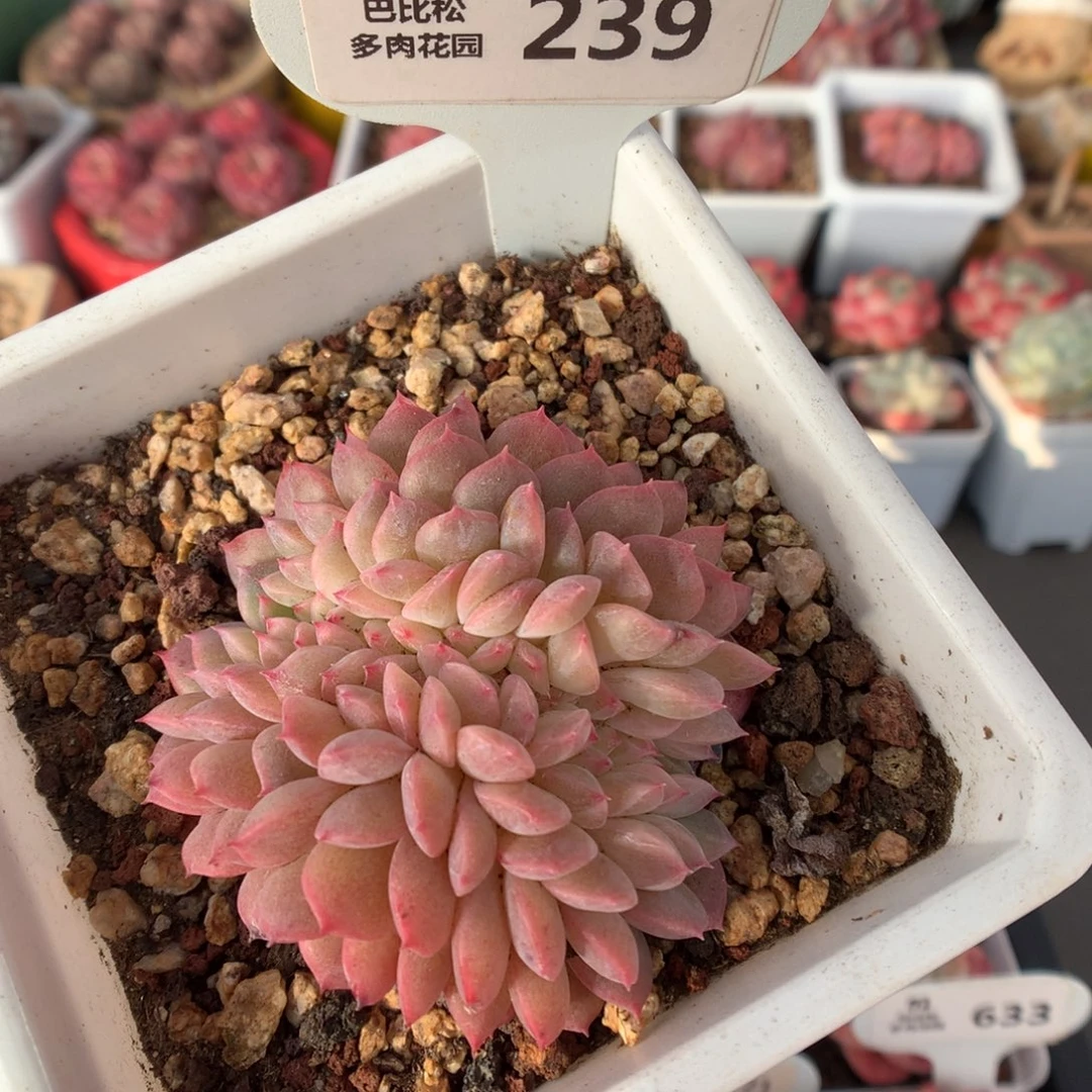 239甘露缀多肉植物