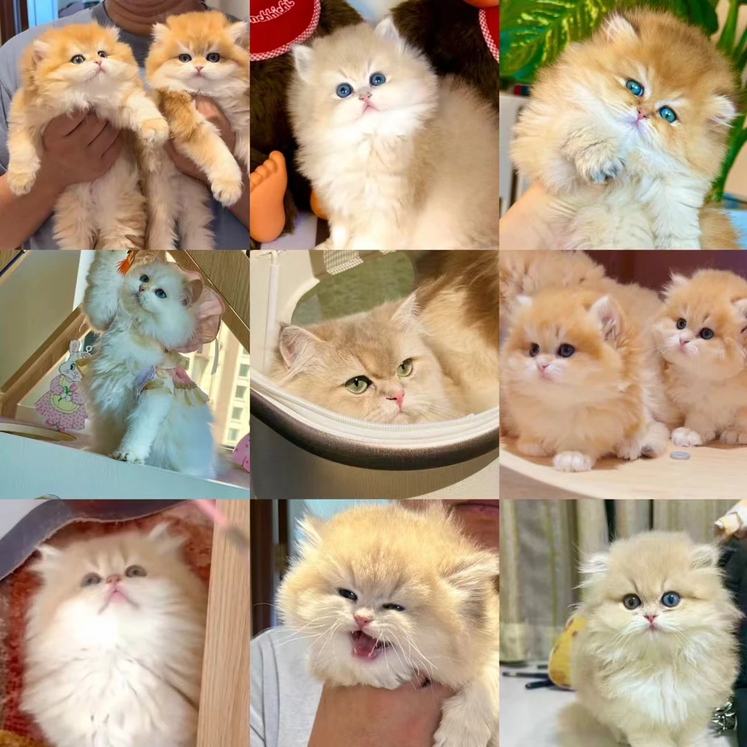 【不二家】活体猫咪全款链接244