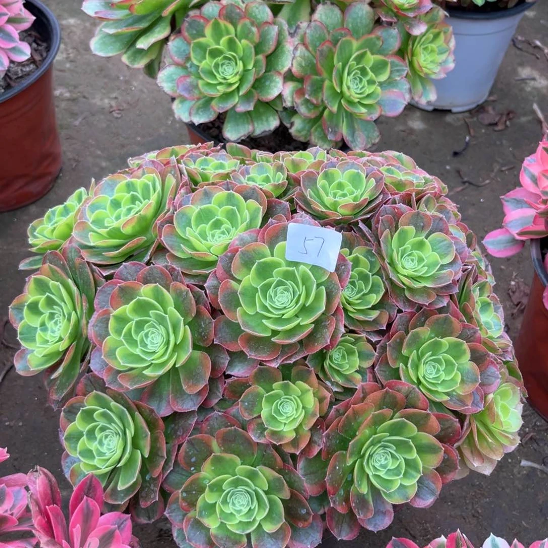 多肉植物奶白057