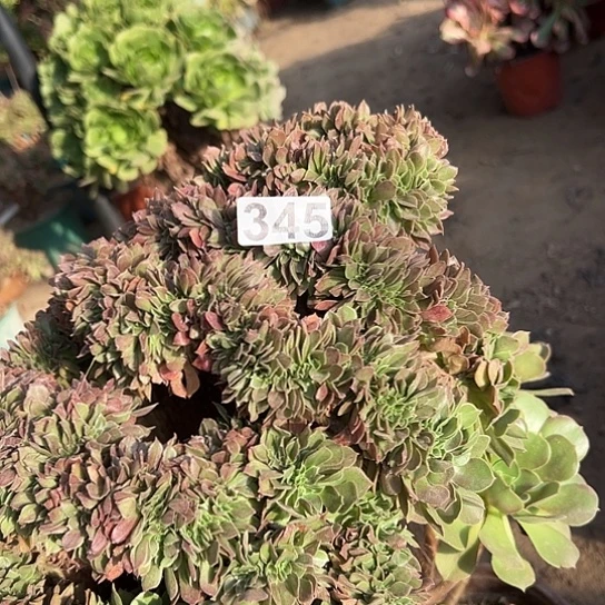 袁***粉多肉植物一个玫瑰