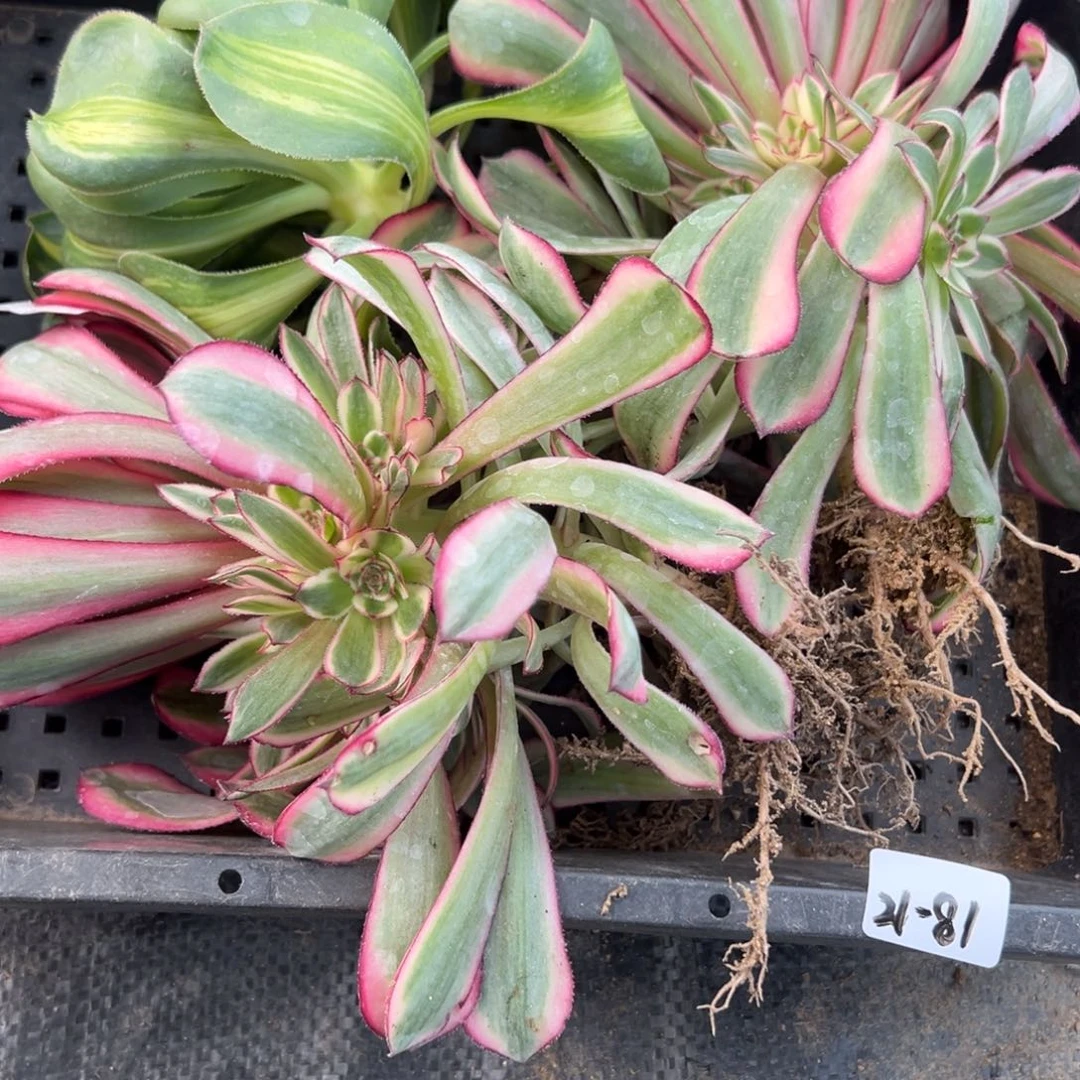 81筐多肉多肉多肉