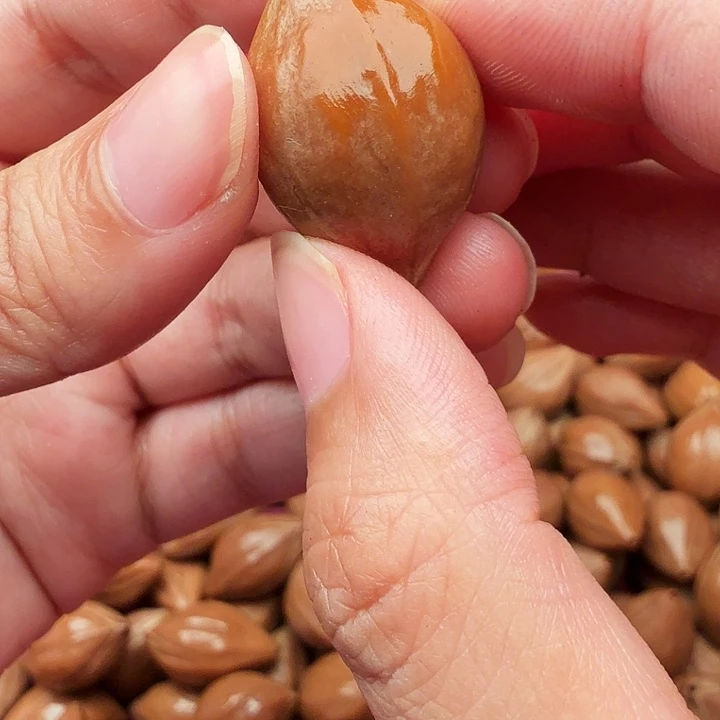 橄榄核手串/手链橄榄