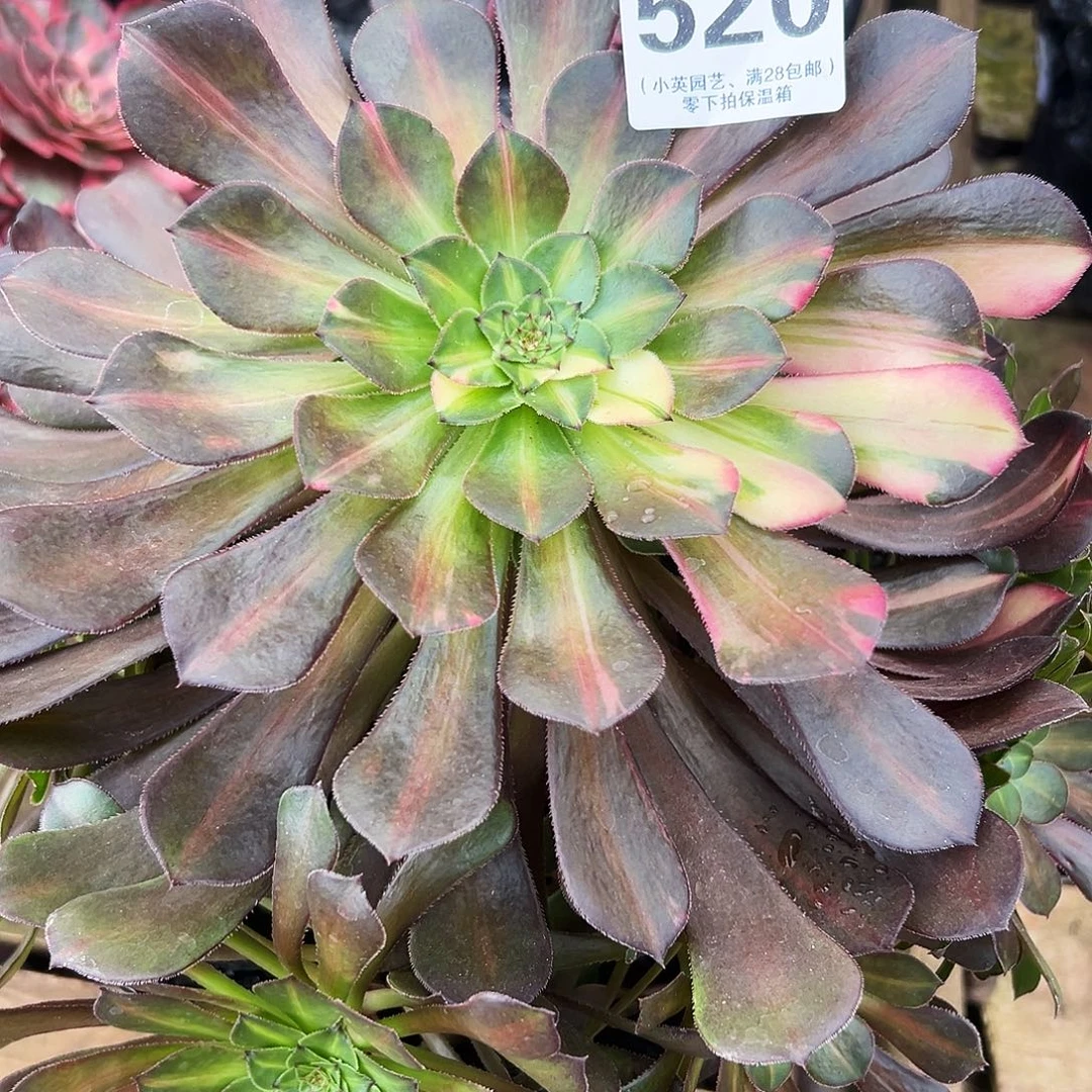 多肉植物520铜壶七彩