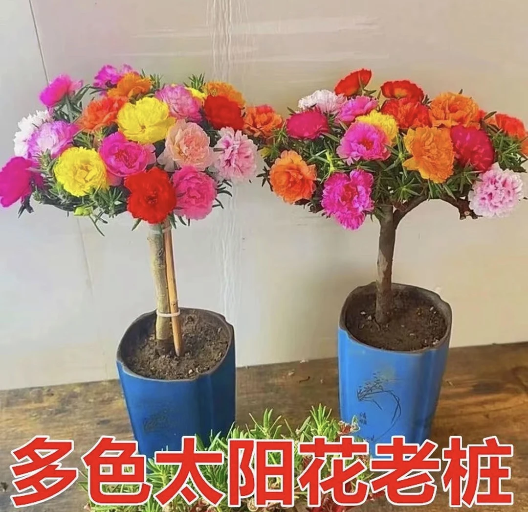 【买2送1】多色重瓣太阳花老桩多年生耐热花卉四季开花适合阳台庭院