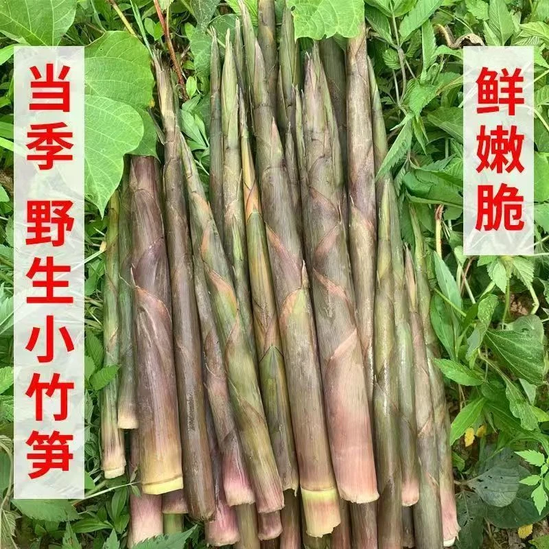 野生新鲜小竹笋春笋带壳发货笋新鲜农家带皮水竹笋当季便宜笋制品