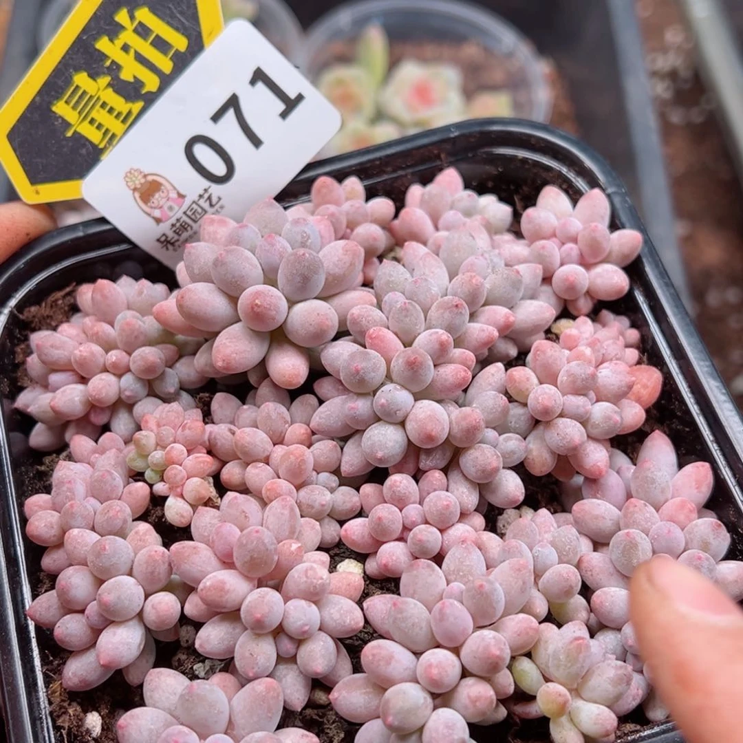 多肉植物多肉植物