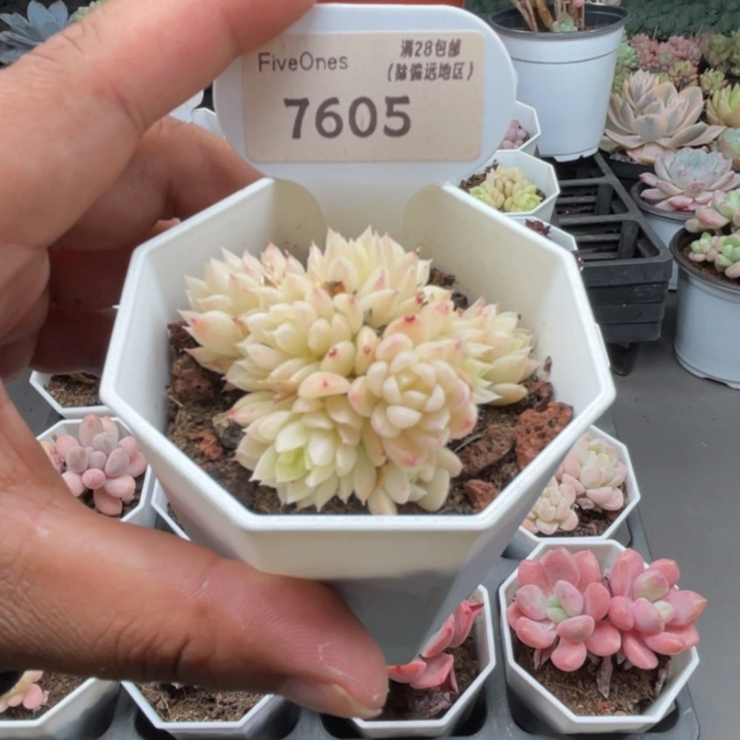 7605麦秆群4.5厘米