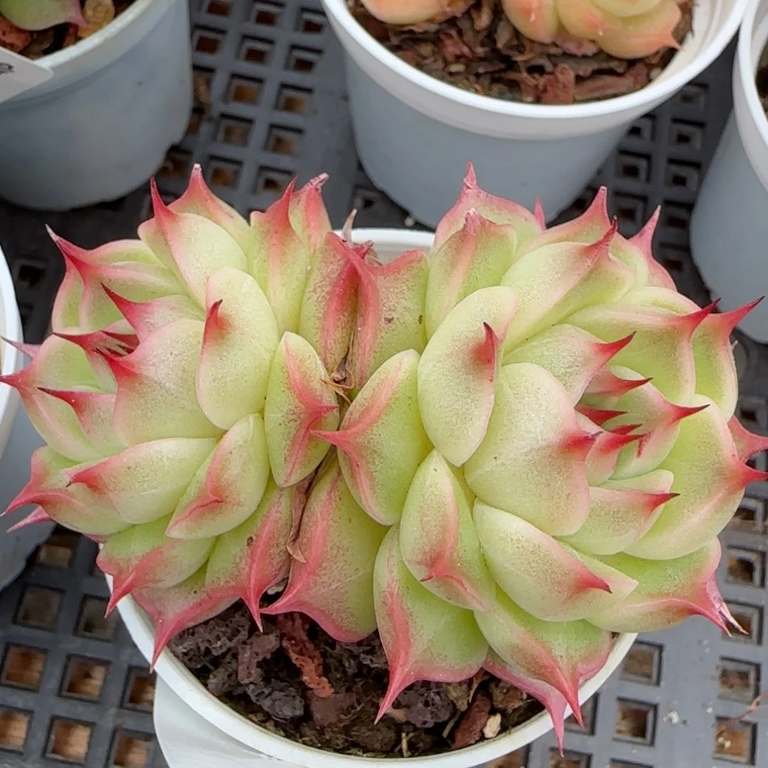 花语逸镜0215-376