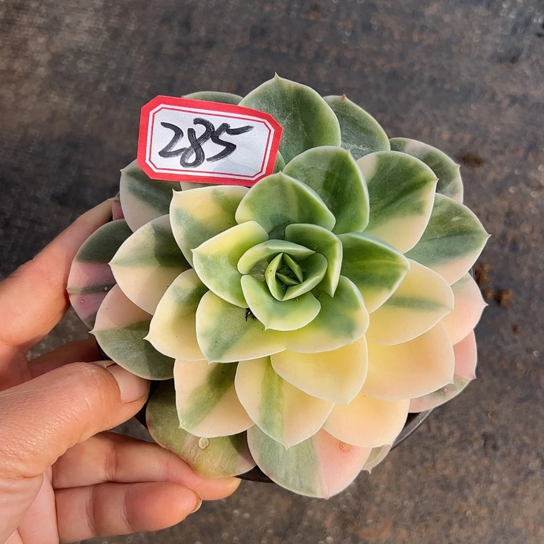 285号星娜塔锦，一物一拍