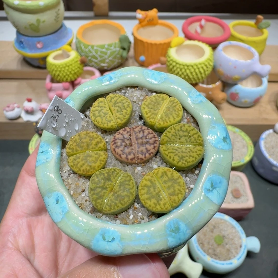 蘑菇211黄鸣玄黄鸣玄